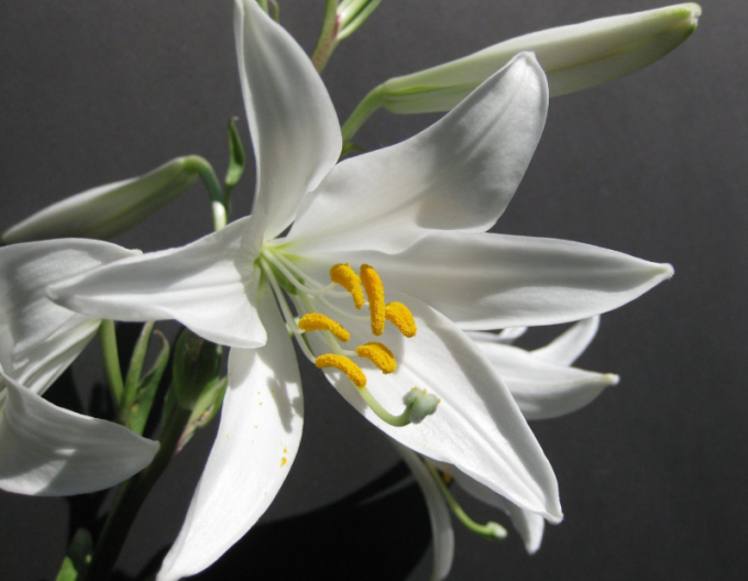 Ľalia liečivá - Lilium Candidum
