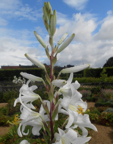 Ľalia liečivá - Lilium Candidum