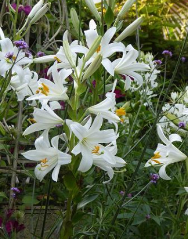Ľalia liečivá - Lilium Candidum