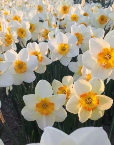 Narcis ´Infinity Joy´