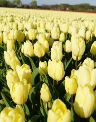 Tulipán ´Creme Flag´