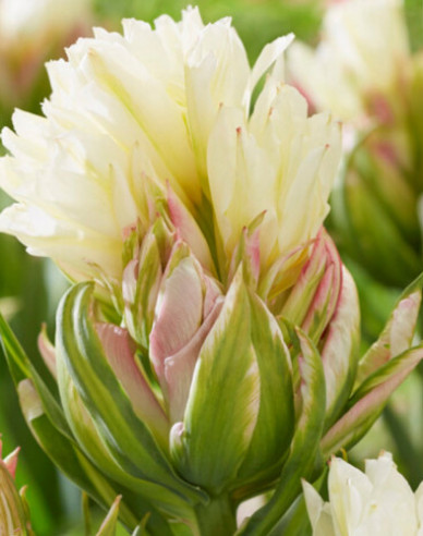 Tulipán ´Mystery Valley´