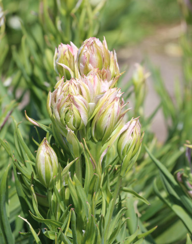 Tulipán ´Mystery Valley´