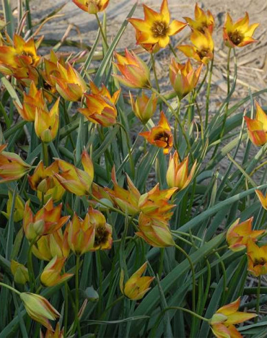 Tulipán ´Orphanidea Flava´