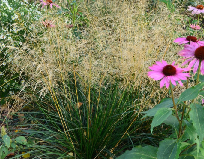 Metlica ’Palava’