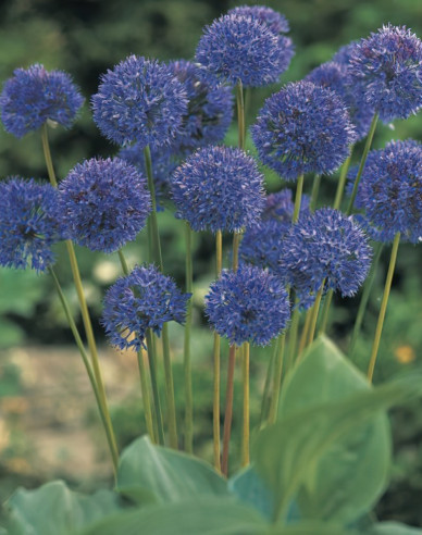 Cesnak okrasný ´Caeruleum´