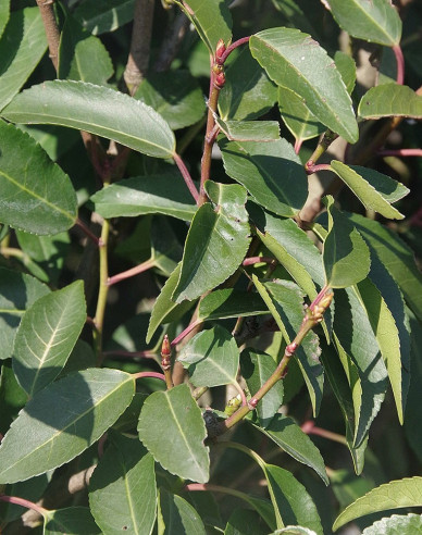 Vavrínovec portugalský ´Angustifolia´