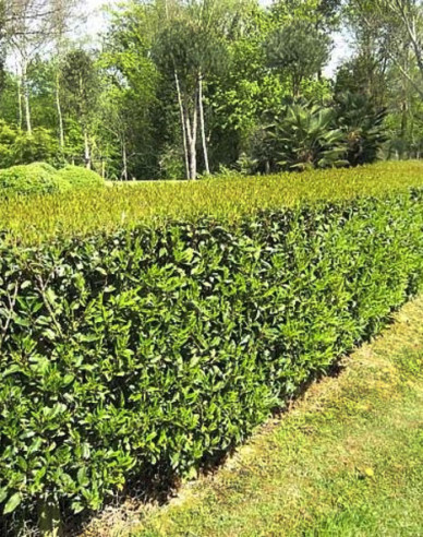 Vavrínovec portugalský ´Angustifolia´