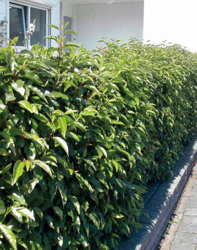 Vavrínovec portugalský ´Angustifolia´