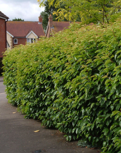 Vavrínovec portugalský ´Angustifolia´