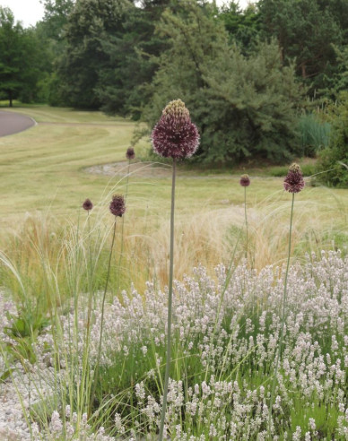 Cesnak okrasný ´Forelock´ 1ks