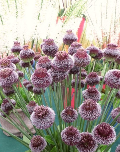 Cesnak okrasný ´Forelock´ 1ks