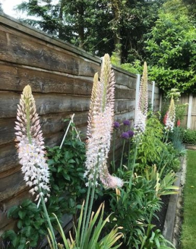 Fakľa úzkolistá Robustus - Eremurus 1ks