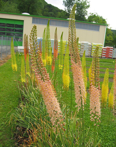 Fakľa úzkolistá hybrid - Eremurus 1ks