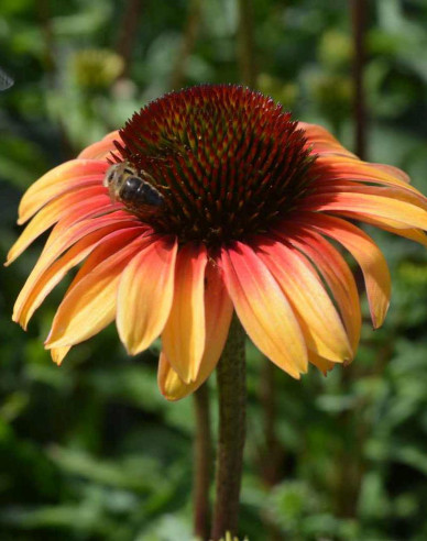 Echinacea  Sombrero ´Yellow Red´