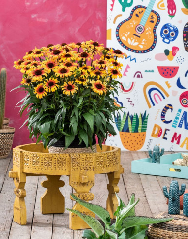 Echinacea  Sombrero ´Yellow Red´