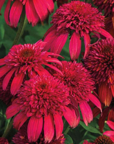 Echinacea  Sombrero ´Double Cranberry´