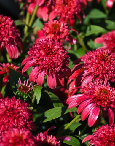 Echinacea  Sombrero ´Double Cranberry´