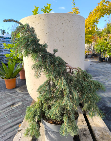 Smrek biely ´The Blues´