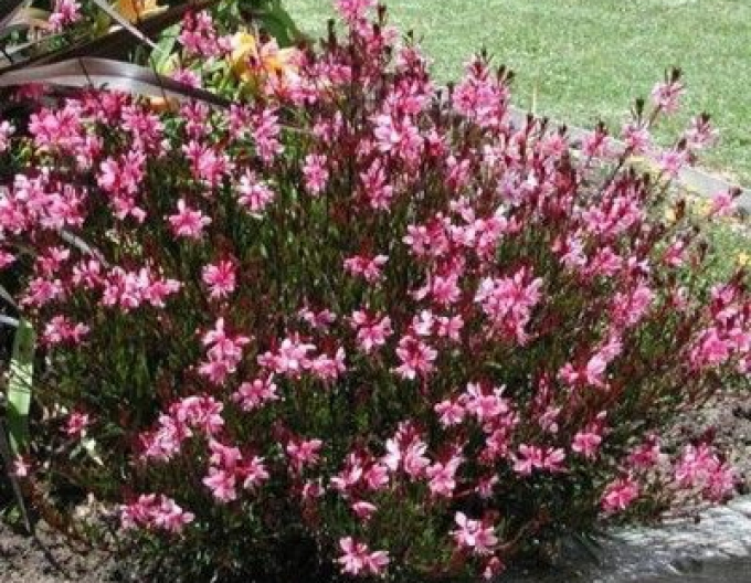 Gaura ´Cherry Brendy´