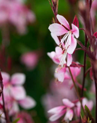 Gaura ´Cherry Brendy´