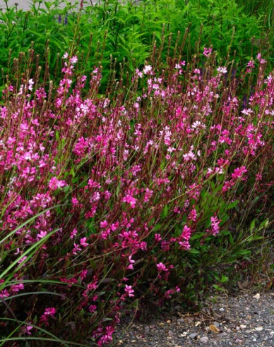 Gaura ´Cherry Brendy´