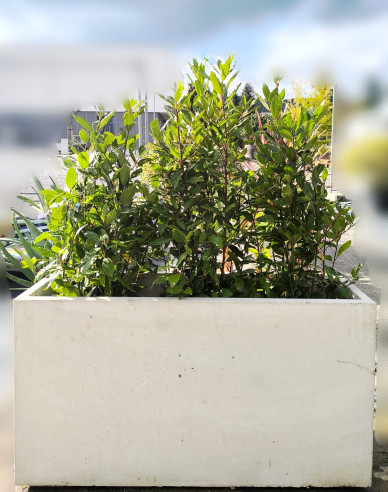 Kvetináč Terratico Prima Sydney L Pearl