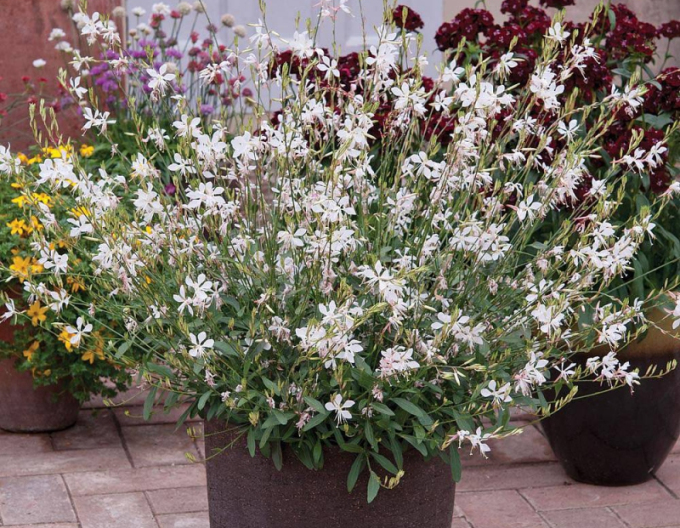 Gaura ´Summer Star White´