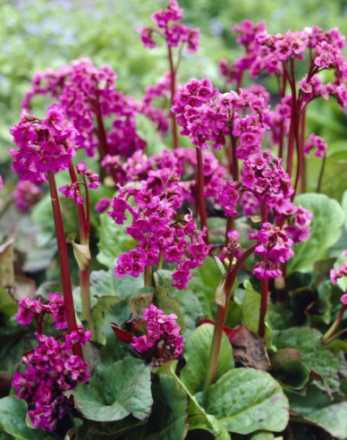 Bergenia ´Rotblum´