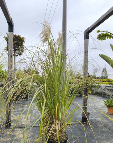 Pampová tráva - Kortadéria ´Biela´