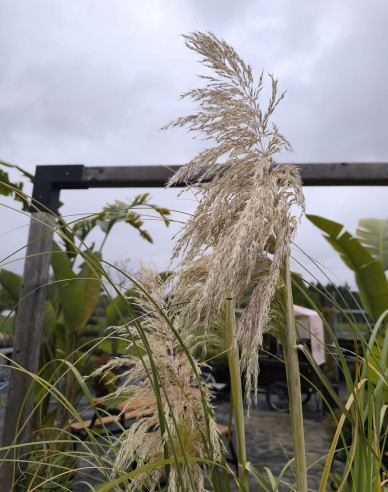 Pampová tráva - Kortadéria ´Biela´