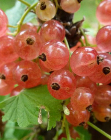 Ríbezľa ružová ´Lubawa´ Stromčeková, kont.2l