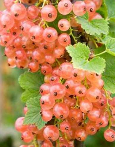 Ríbezľa ružová ´Lubawa´ Stromčeková, kont.2l