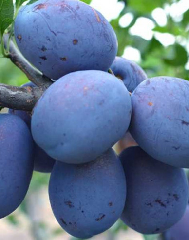 Slivka ´Toptaste´ jesenná, podp. Wavit, voľnok.