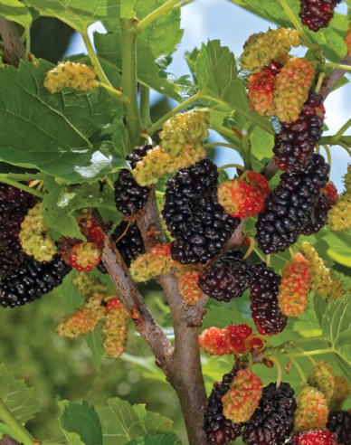 Moruša ´Gerardi Dwarf´