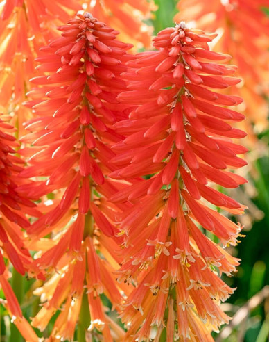 Fakľovka  ’Poco Orange’