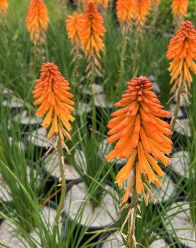 Fakľovka  ’Poco Orange’