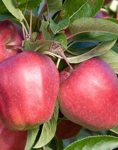 Jabloň ´Gloster´ zimná, podp. A2, voľnok.