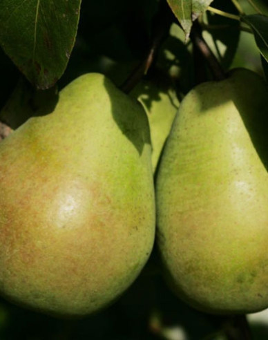 Hruška ´Lucasova´ zimná, podp. Dula - medzištep Konferencia, voľnok.