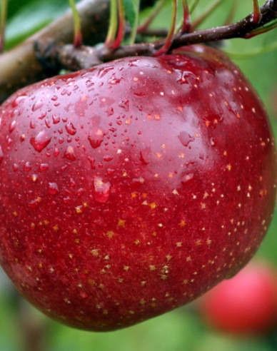 Jabloň ´James Grieve Red´, podp. MM106, voľnok.