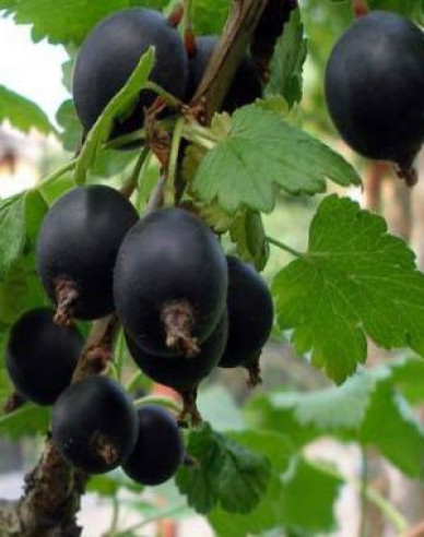 Josta STROMČEKOVÁ, voľnok.