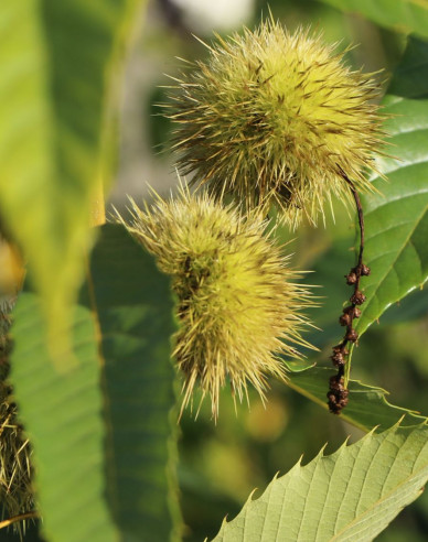 Gaštan jedlý  ´Markus´