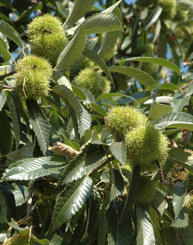 Gaštan jedlý  ´Markus´