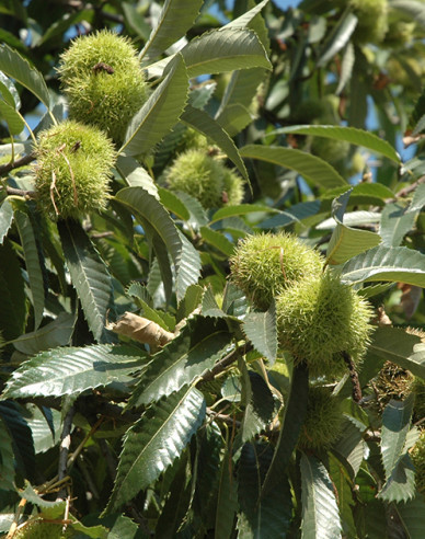 Gaštan jedlý  ´SP´