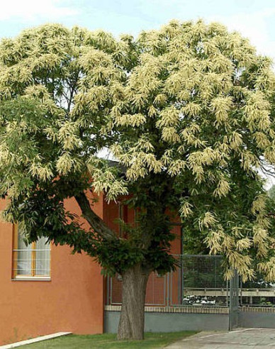 Gaštan jedlý  ´AM´