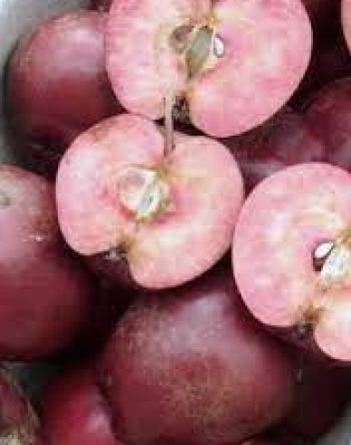 Jabloň stĺpová "Maypole" jesenná, podp. M7, kont. 5L