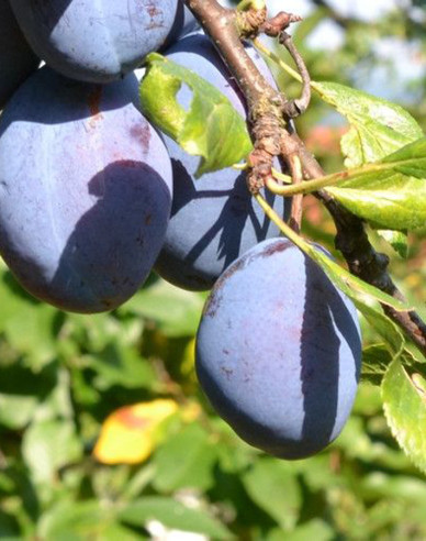 Slivka "Čačanská Najbolja" jesenná, podp. Myrobalán, voľnok.