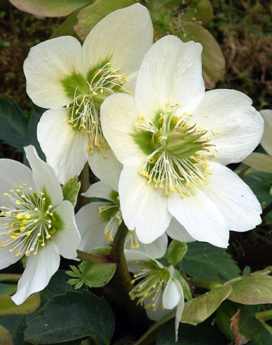 Čemerica čierna ´Praecox´