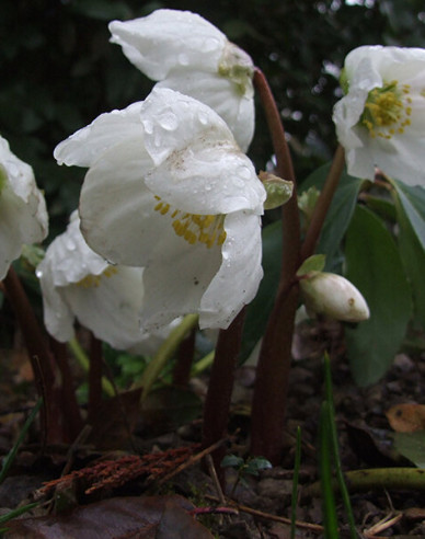 Čemerica čierna ´Praecox´