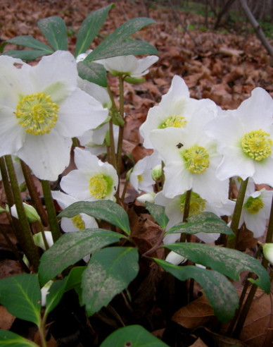 Čemerica čierna ´Praecox´